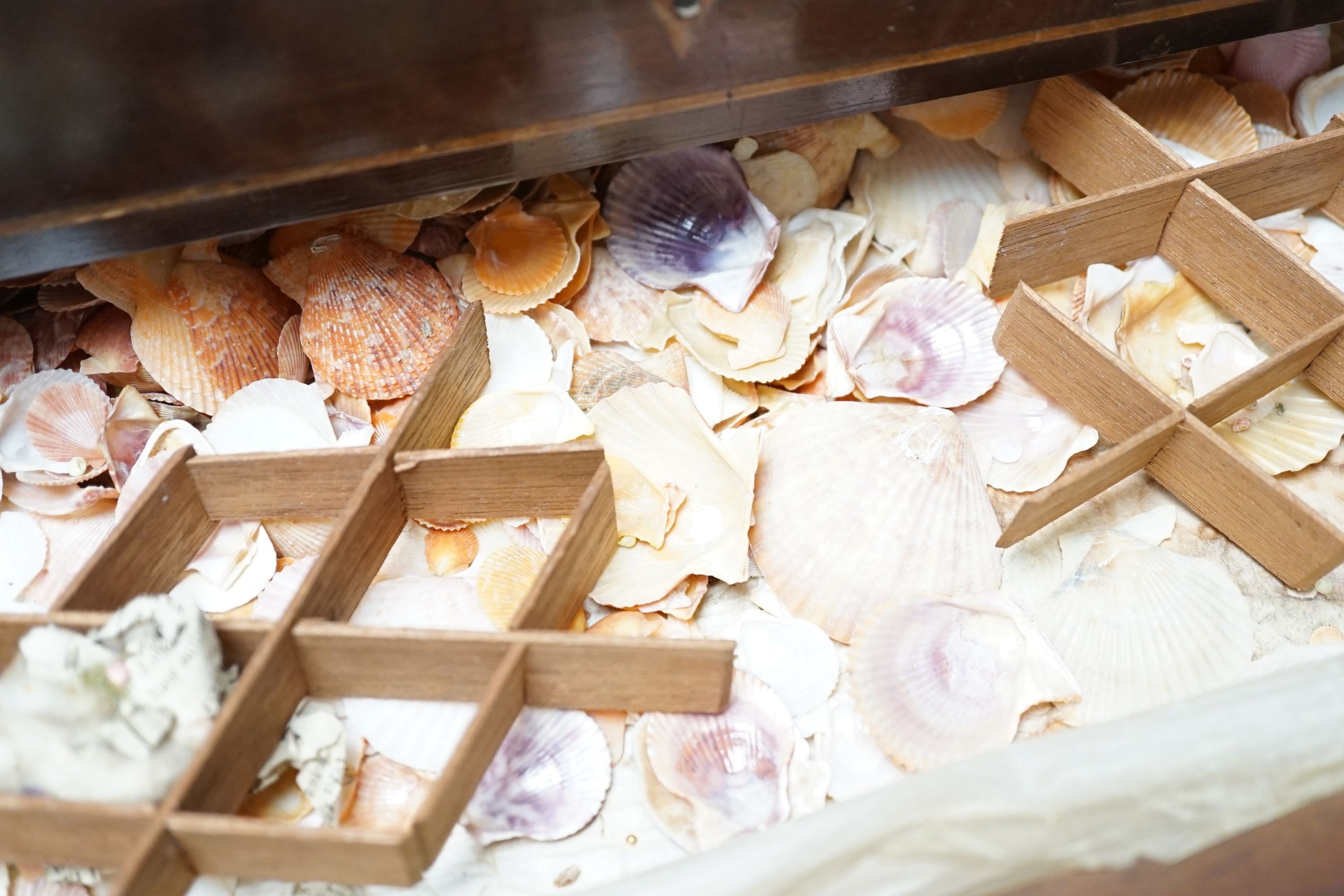 A George III mahogany collector’s cabinet of sea shells, in compartmentalised drawers. Width - 41cm